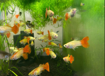 Krish Cobra Guppy - Nano Tanks Australia Aquarium Shop
