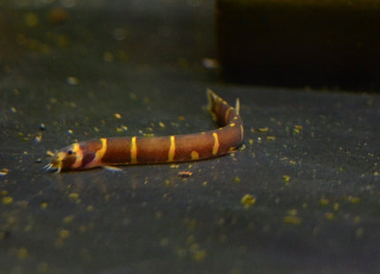 Kuhli Loach (the Coolie Loach) Pangio kuhlii - Nano Tanks Australia Aquarium Shop