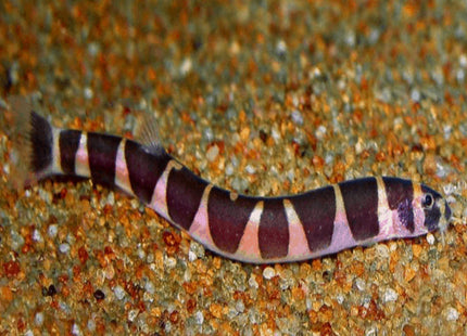 Kuhli Loach (the Coolie Loach) Pangio kuhlii - Nano Tanks Australia Aquarium Shop
