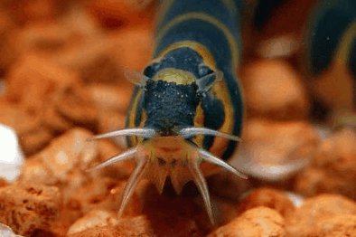 Kuhli Loach (the Coolie Loach) Pangio kuhlii - Nano Tanks Australia Aquarium Shop