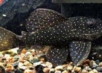 L004 Angelicus Pleco (Hypancistrus sp.) 9-10cm MALE - Nano Tanks Australia Aquarium Shop