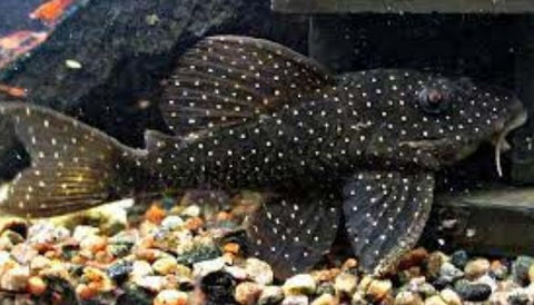 L004 Angelicus Pleco (Hypancistrus sp.) 9-10cm MALE - Nano Tanks Australia Aquarium Shop