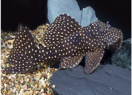 L007 Vampire Pleco Breeder - Nano Tanks Australia Aquarium Shop