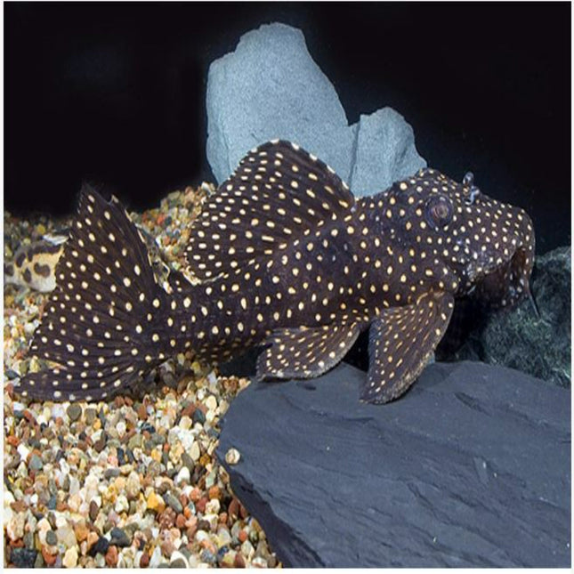 L007 Vampire Pleco Breeder - Nano Tanks Australia Aquarium Shop