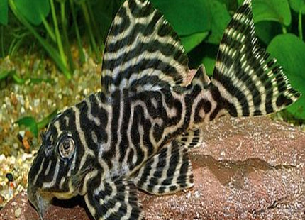L066 11-12cm Breeder - Nano Tanks Australia Aquarium Shop