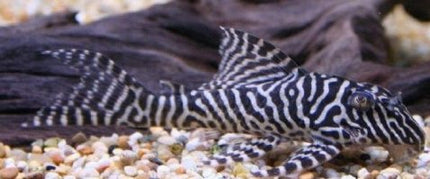 L066 3-3.5cm - Nano Tanks Australia Aquarium Shop