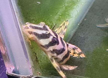 L134 Leopard Frog Pleco 6cm - Nano Tanks Australia Aquarium Shop