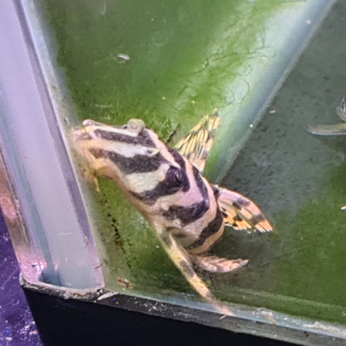 L134 Leopard Frog Pleco 6cm - Nano Tanks Australia Aquarium Shop