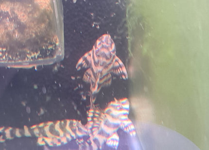 L134 Leopard Frog Pleco 6cm - Nano Tanks Australia Aquarium Shop