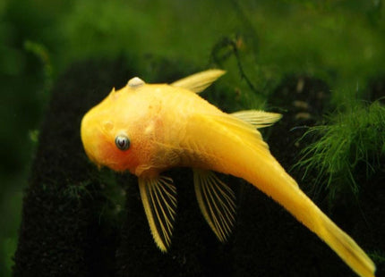 L144 Blue Eye Lemon Bristlenose Pleco (Ancistrus sp.) 3 cm - Nano Tanks Australia Aquarium Shop