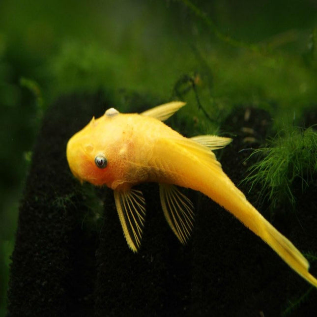 L144 Blue Eye Lemon Bristlenose Pleco (Ancistrus sp.) 3 cm - Nano Tanks Australia Aquarium Shop