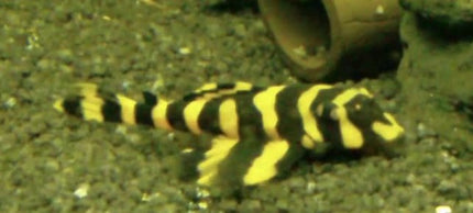 L168 - Nano Tanks Australia Aquarium Shop