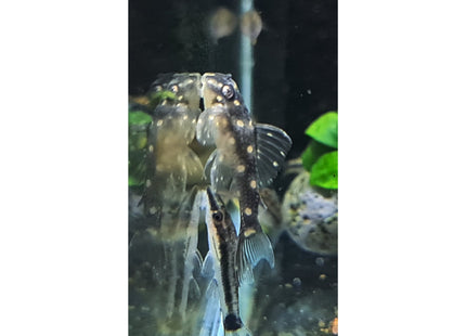 L201 Snowball Pleco 3.5cm - Nano Tanks Australia Aquarium Shop