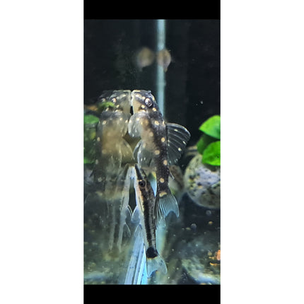 L201 Snowball Pleco 3.5cm - Nano Tanks Australia Aquarium Shop