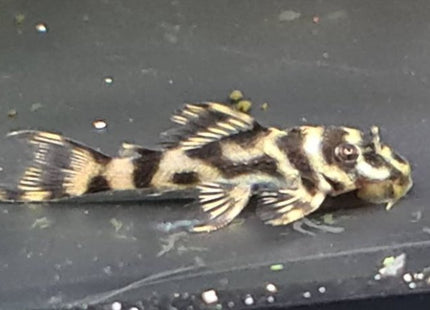 L270 3cm - Nano Tanks Australia Aquarium Shop