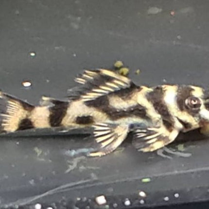 L270 3cm - Nano Tanks Australia Aquarium Shop
