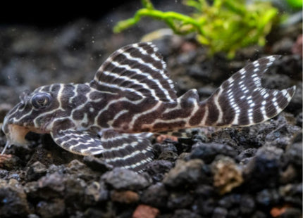 L333 KING TIGER PLECO (SIZE 3CM) - Nano Tanks Australia Aquarium Shop