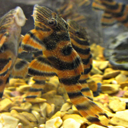 L397 Alenquer Tiger Pleco 4-5cm - Nano Tanks Australia Aquarium Shop