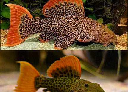L600 Leopard Cactus Pleco Catfish (Hypancistrus sp) 4cm - Nano Tanks Australia Aquarium Shop
