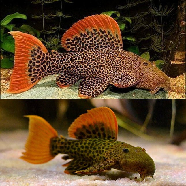 L600 Leopard Cactus Pleco Catfish (Hypancistrus sp) 4cm - Nano Tanks Australia Aquarium Shop