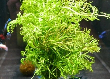 Lace fern on pot - Nano Tanks Australia Aquarium Shop