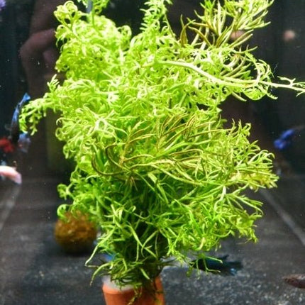 Lace fern on pot - Nano Tanks Australia Aquarium Shop