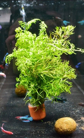 Lace fern on pot - Nano Tanks Australia Aquarium Shop