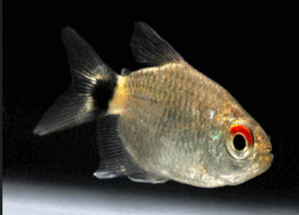Lampeye Tetra (Balloon) XL - Nano Tanks Australia Aquarium Shop