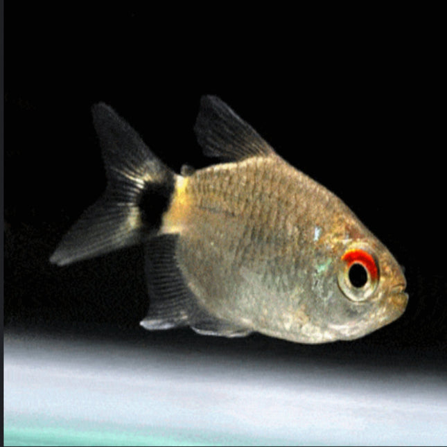 Lampeye Tetra (Balloon) XL - Nano Tanks Australia Aquarium Shop