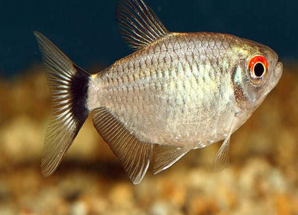 Lampeye Tetra (Red Eye) 3cm - Nano Tanks Australia Aquarium Shop