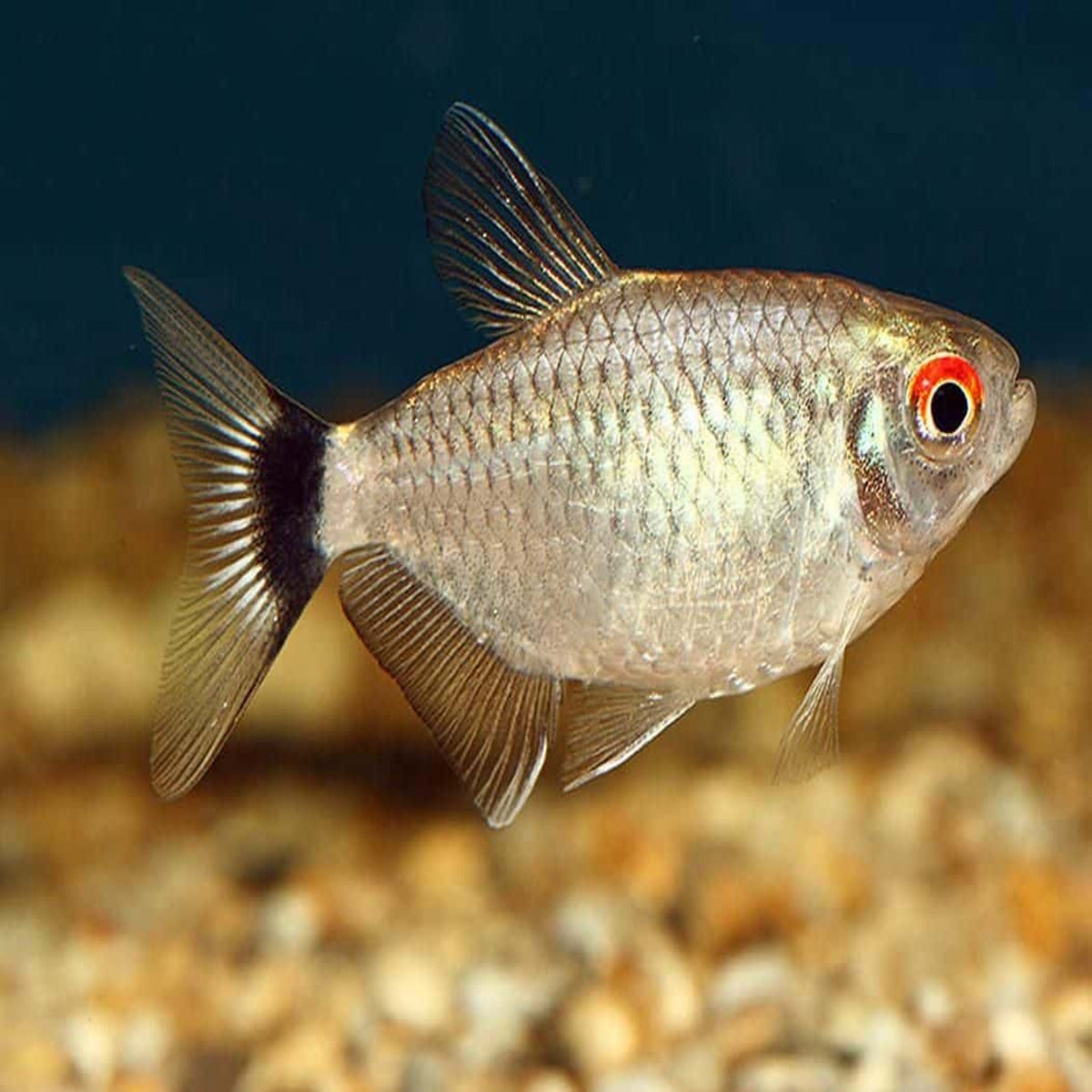 Lampeye Tetra (Red Eye) 3cm – Nano Tanks Australia Aquarium Shop