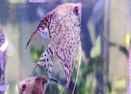 Leopard Angelfish (3.5cm) - Nano Tanks Australia Aquarium Shop