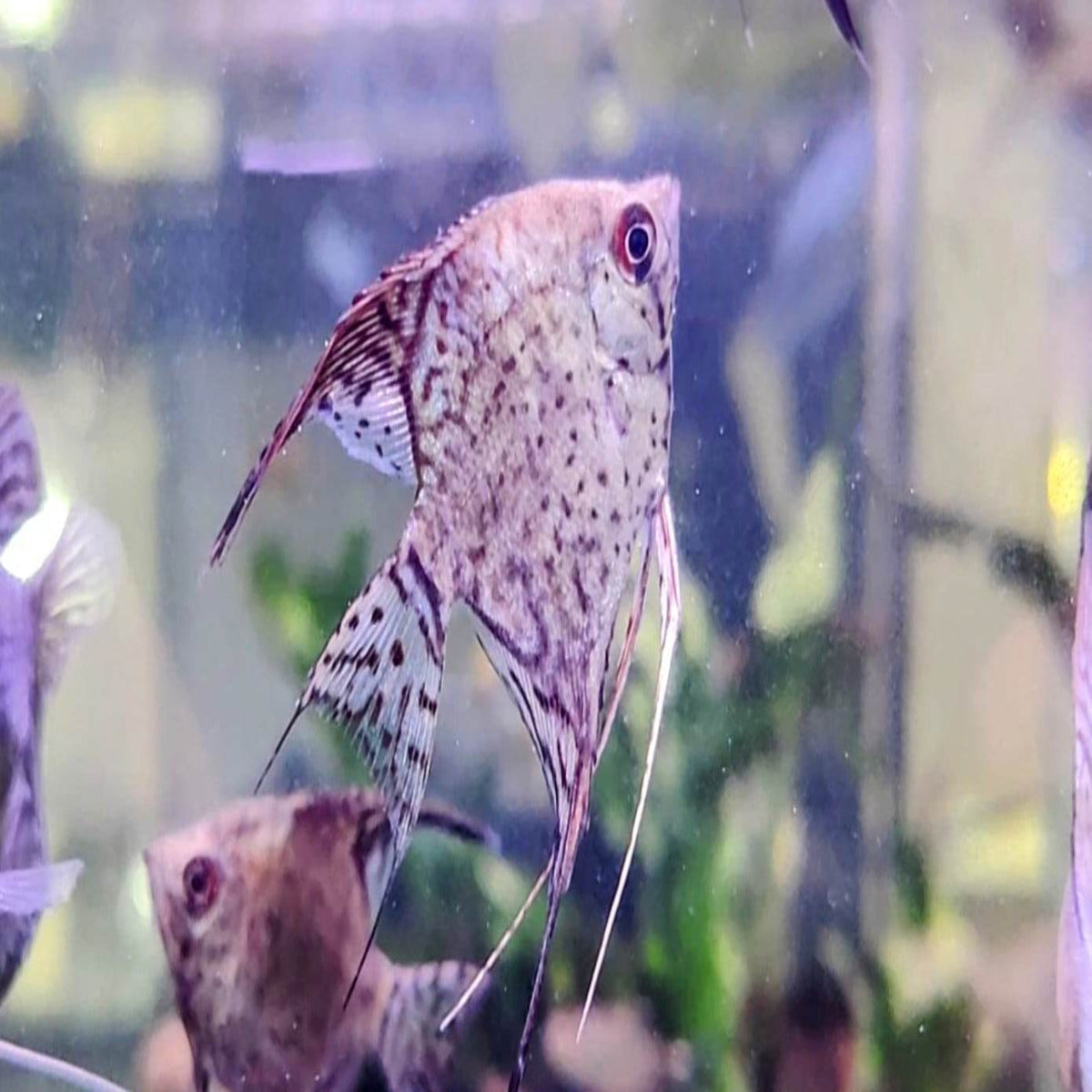 Leopard Angelfish (3.5cm) – Nano Tanks Australia Aquarium Shop