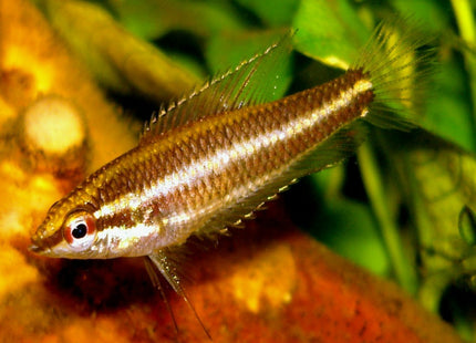 Licorice Gourami - Nano Tanks Australia Aquarium Shop