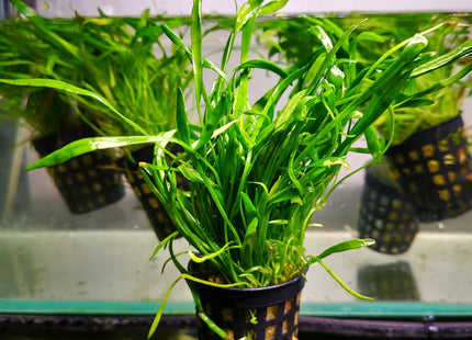 Lilaeopsis Pots - Nano Tanks Australia Aquarium Shop