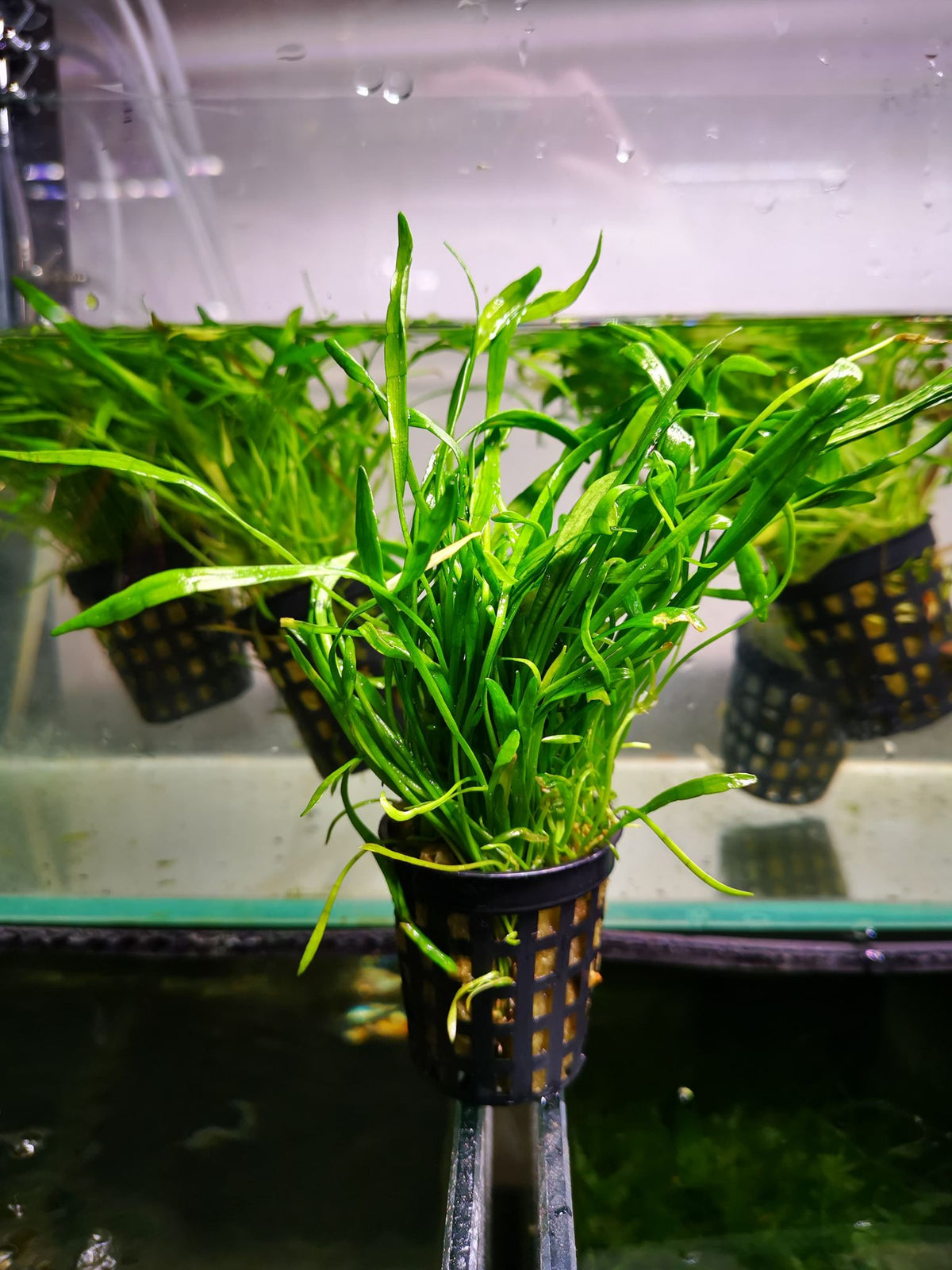 Lilaeopsis Pots - Nano Tanks Australia Aquarium Shop