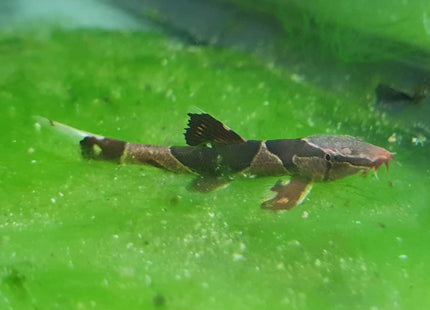 Lizard Fish - Nano Tanks Australia Aquarium Shop