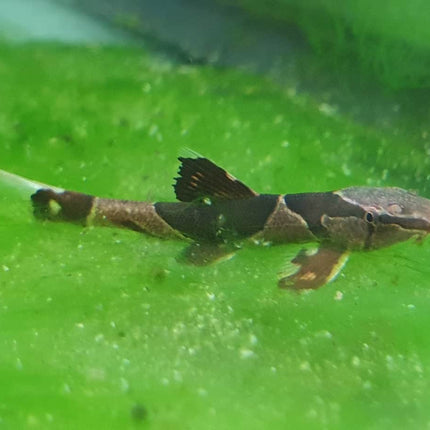 Lizard Fish - Nano Tanks Australia Aquarium Shop