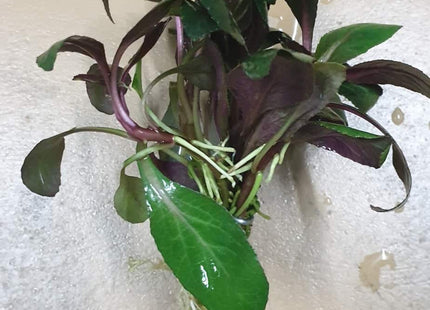 Lobelia Cardinalis 5 Stems 10cm each - Nano Tanks Australia Aquarium Shop