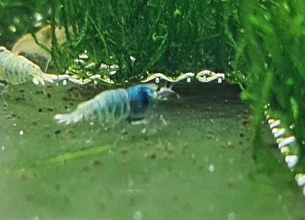 Low Grade Blue Bolts - Nano Tanks Australia Aquarium Shop