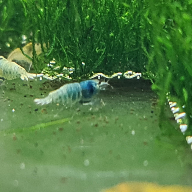 Low Grade Blue Bolts - Nano Tanks Australia Aquarium Shop