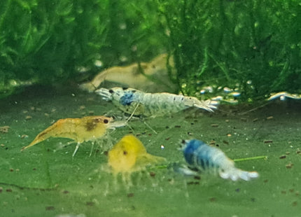 Low Grade Blue Bolts - Nano Tanks Australia Aquarium Shop