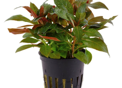 Ludwigia Glandulosa 5 stems around 10cm each - Nano Tanks Australia Aquarium Shop