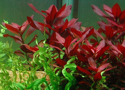 Ludwigia repens 'Rubin' - Nano Tanks Australia Aquarium Shop
