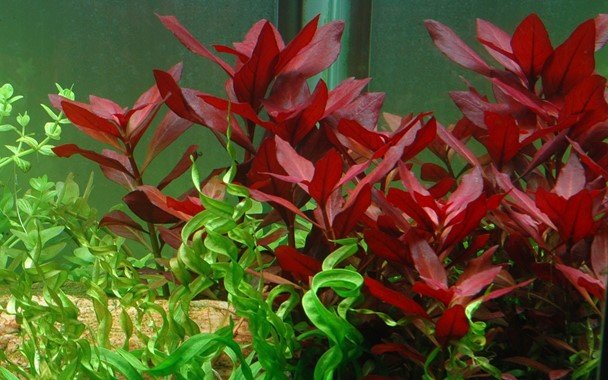 Ludwigia repens 'Rubin' - Nano Tanks Australia Aquarium Shop