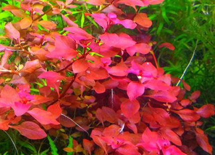 LUDWIGIA SP. "MINI SUPER RED" 5 stems at least 10cm - Nano Tanks Australia Aquarium Shop