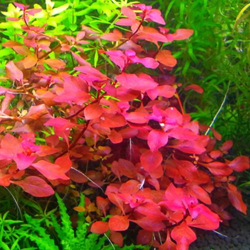 LUDWIGIA SP. "MINI SUPER RED" 5 stems at least 10cm - Nano Tanks Australia Aquarium Shop