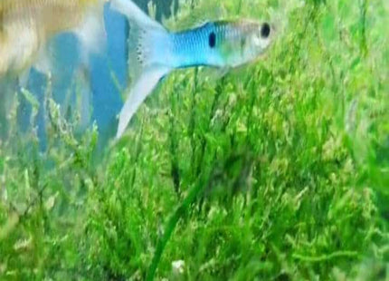 Lyretail Guppy Males - Nano Tanks Australia Aquarium Shop