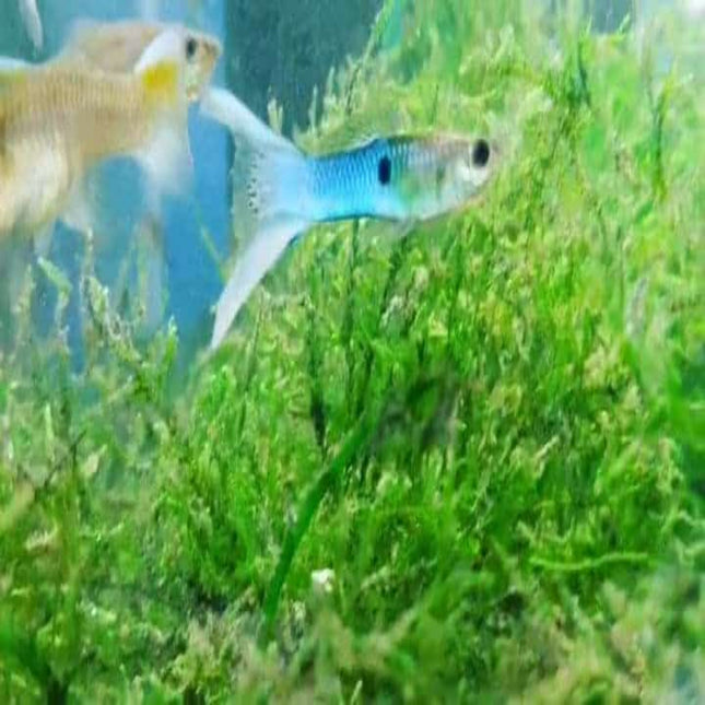 Lyretail Guppy Males - Nano Tanks Australia Aquarium Shop