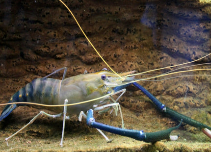 Macrobrachium Rosenbergii 10cm - Nano Tanks Australia Aquarium Shop